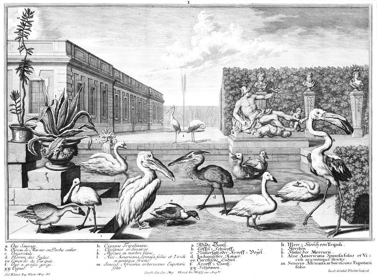 aves aquáticas de Salomon Kleiner
