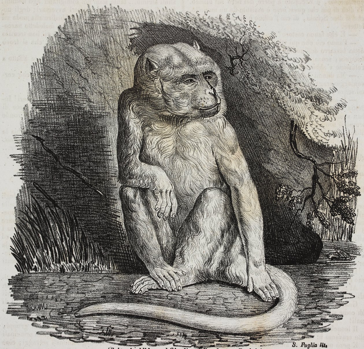 Macaco albino no Jardin des Plantes, jardim botânico de Paris, França, litografia de Salvatore Puglia de Poliorama Pittoresco, n 23, 14 de Janeiro de Salvatore Puglia