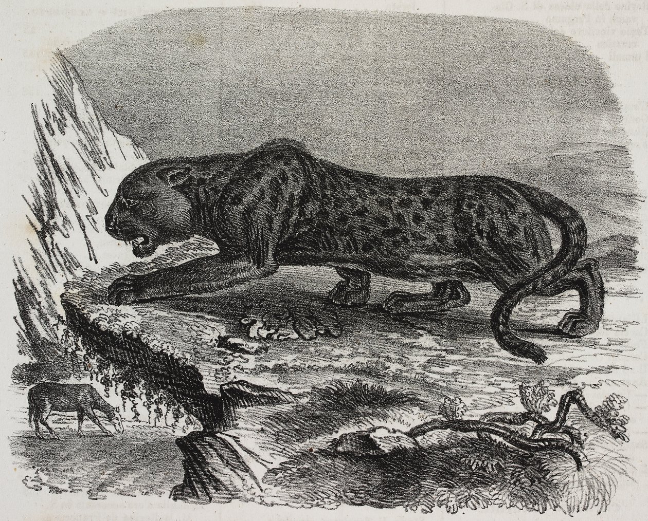 Pantera Negra no Jardin des Plantes, jardim botânico de Paris, França, litografia de Salvatore Puglia de Poliorama Pittoresco, n 26, 4 de Fevereiro de Salvatore Puglia