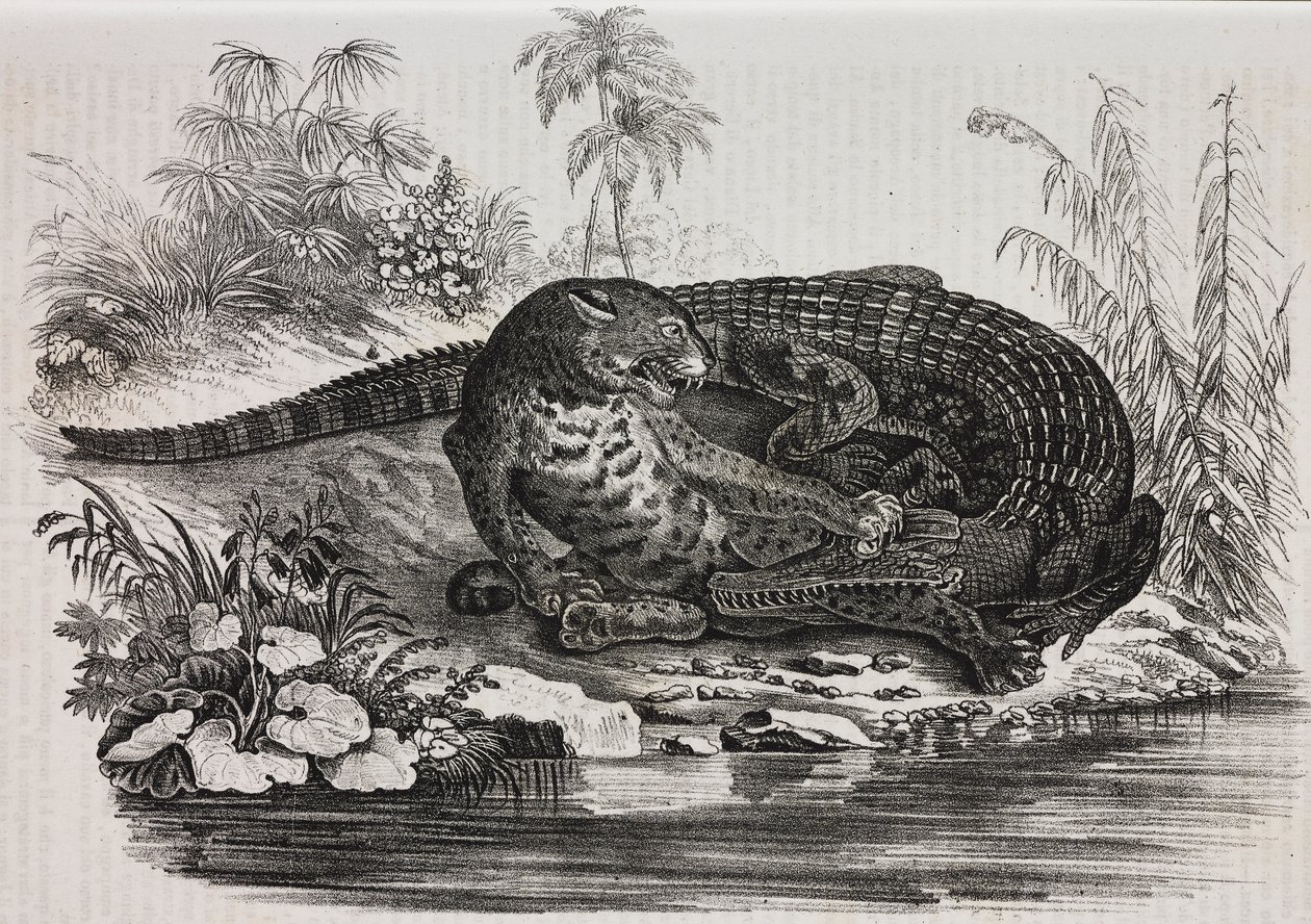 Caimão e jaguar, litografia de Salvatore Puglia de Poliorama Pittoresco, n 16, 25 de Novembro de Salvatore Puglia