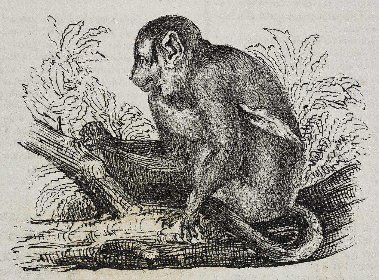 Night monkey douroucoulis (Aotus trivirgatus), litografia de Salvatore Puglia de Poliorama Pittoresco, n 46, 25 de Junho de Salvatore Puglia
