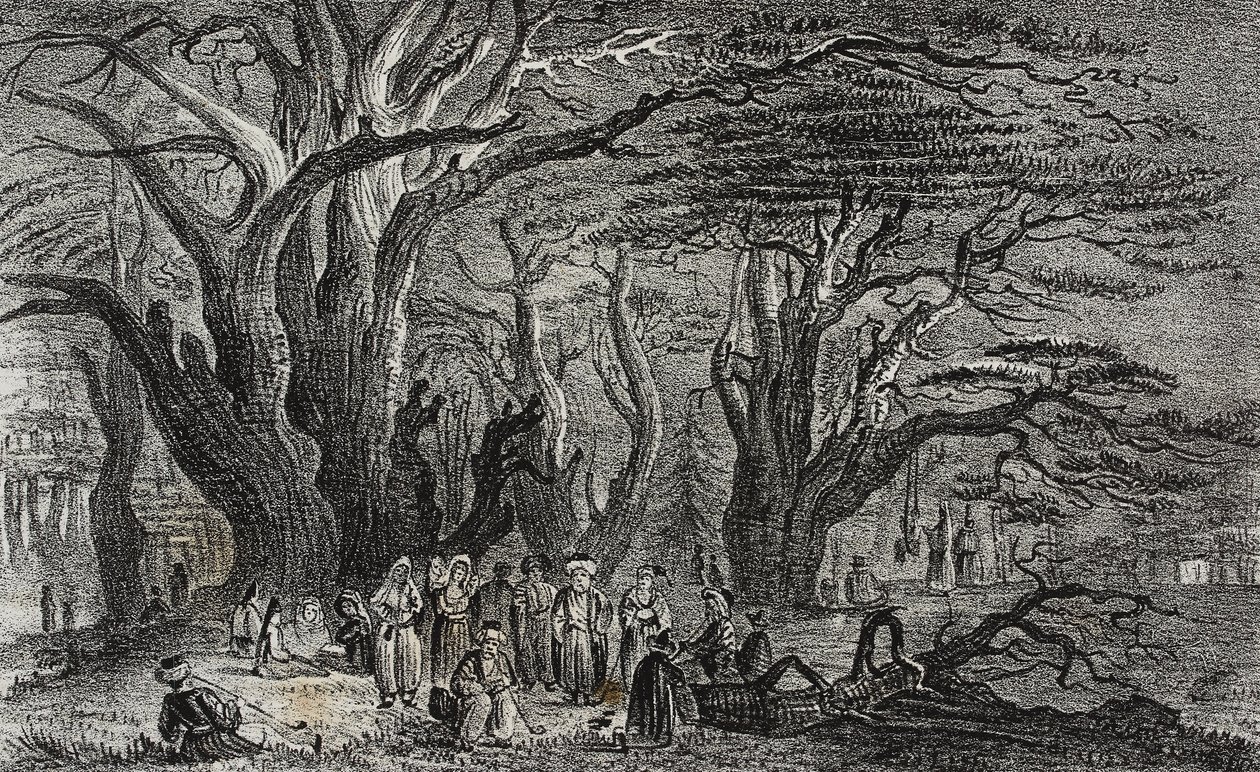 Velhos cedros do Líbano em Tyre, Líbano, litografia de Salvatore Puglia de Poliorama Pittoresco, n 25, 28 de Janeiro de Salvatore Puglia