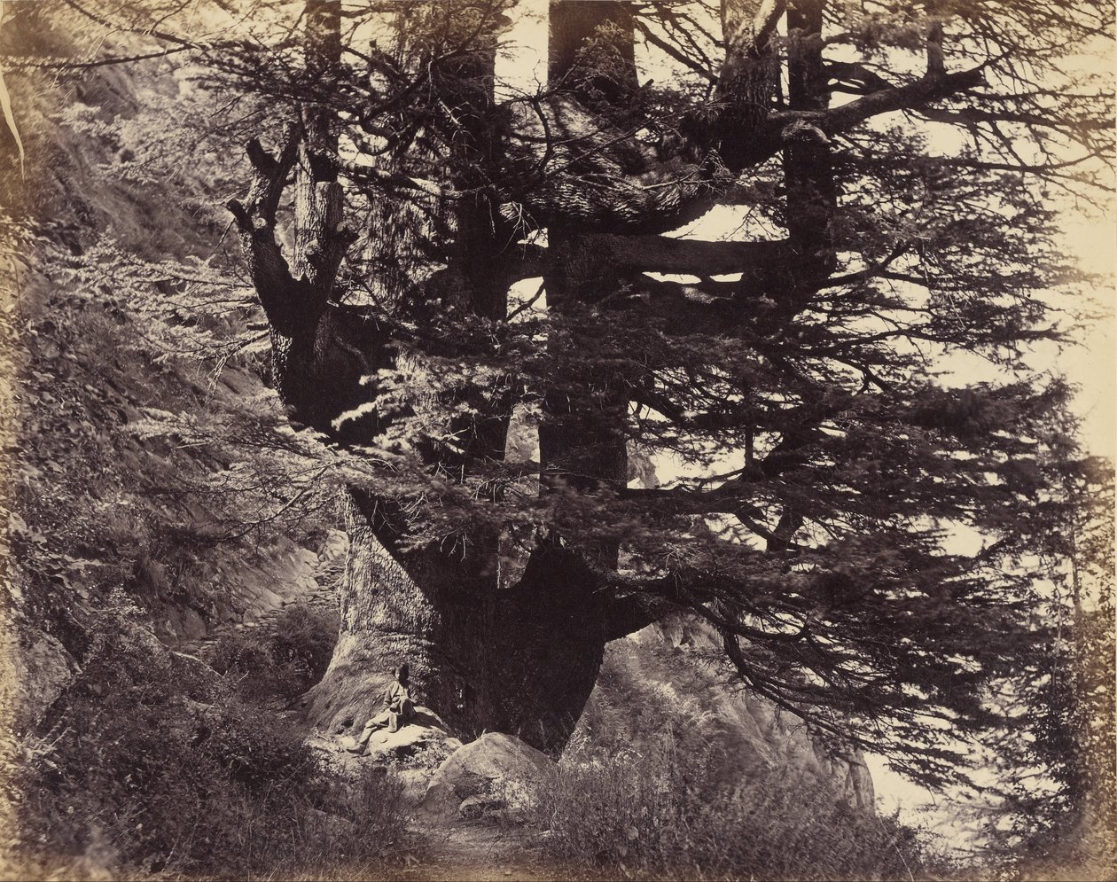 (Simla - Grande Deodar, 42 pés em circunferência) de Samuel Bourne