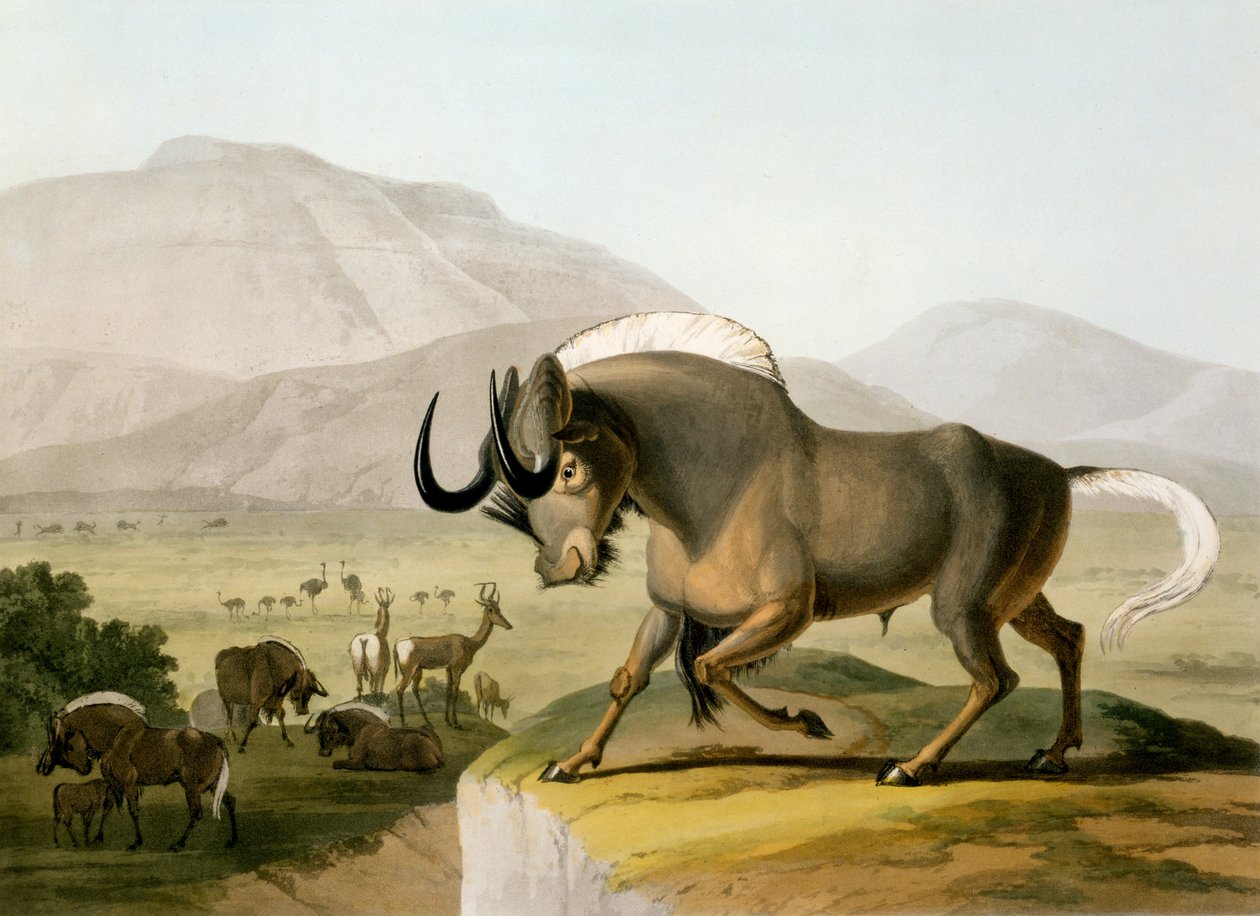 O Gnoo, 1804 de Samuel Daniell