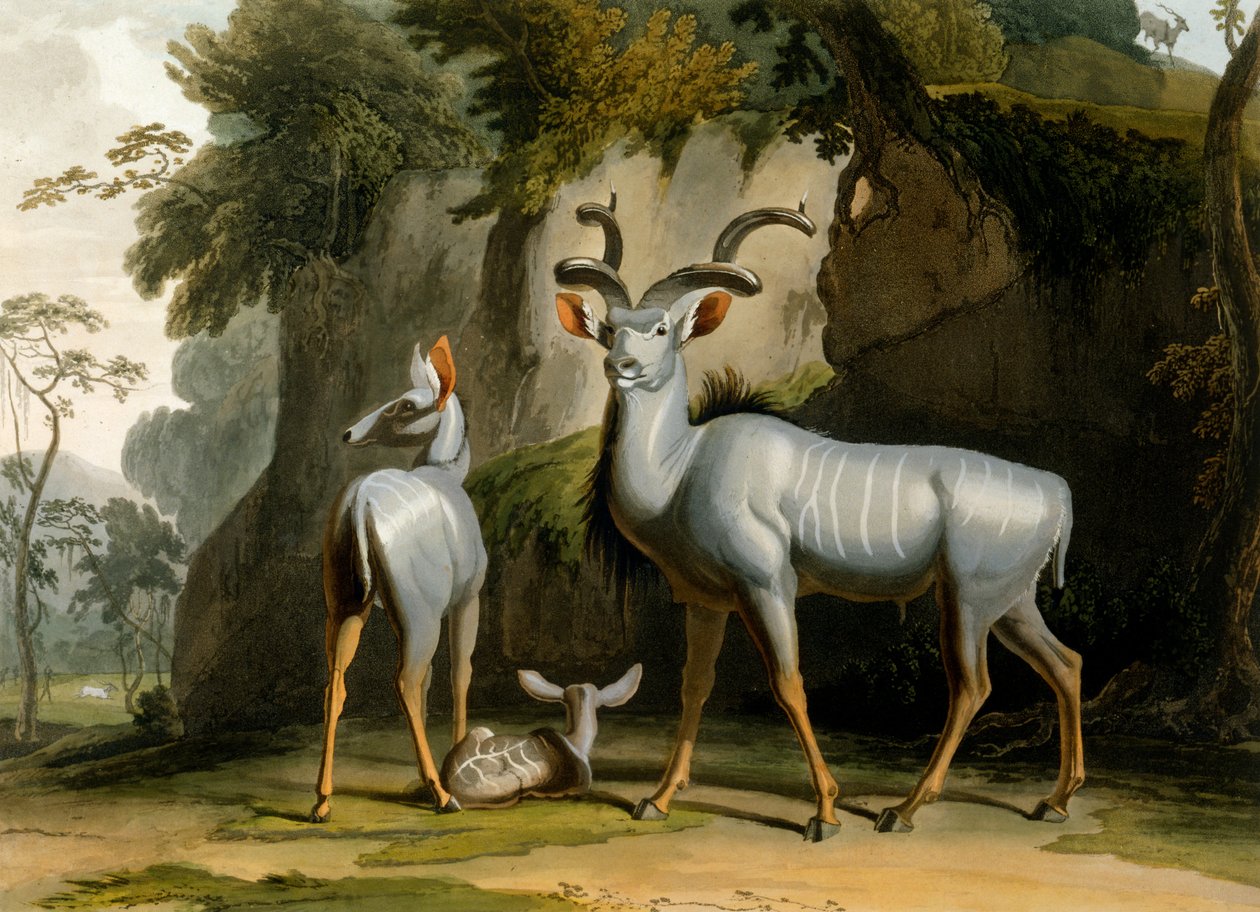 O Koodoo, 1804 de Samuel Daniell