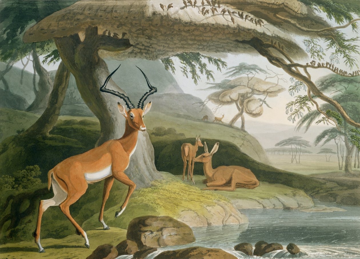 O Pallah, placa 9 de &39;Africano paisagem e animais&39;, gravada pelo artista, 1804 (aquatinta colorida) de Samuel Daniell