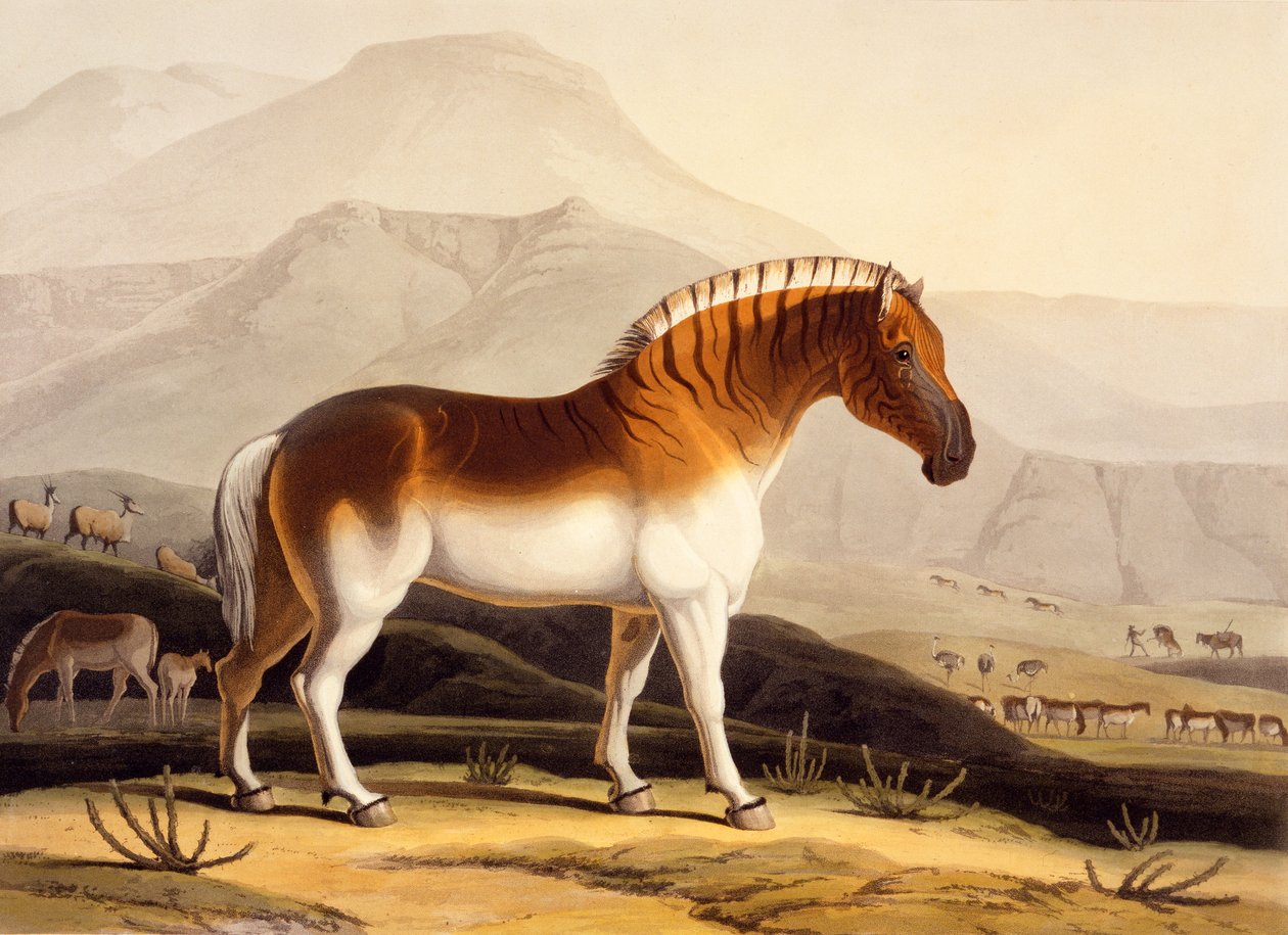 O Quahkah, de &39;Cenário Africano e Animais&39;, 1804-05 de Samuel Daniell