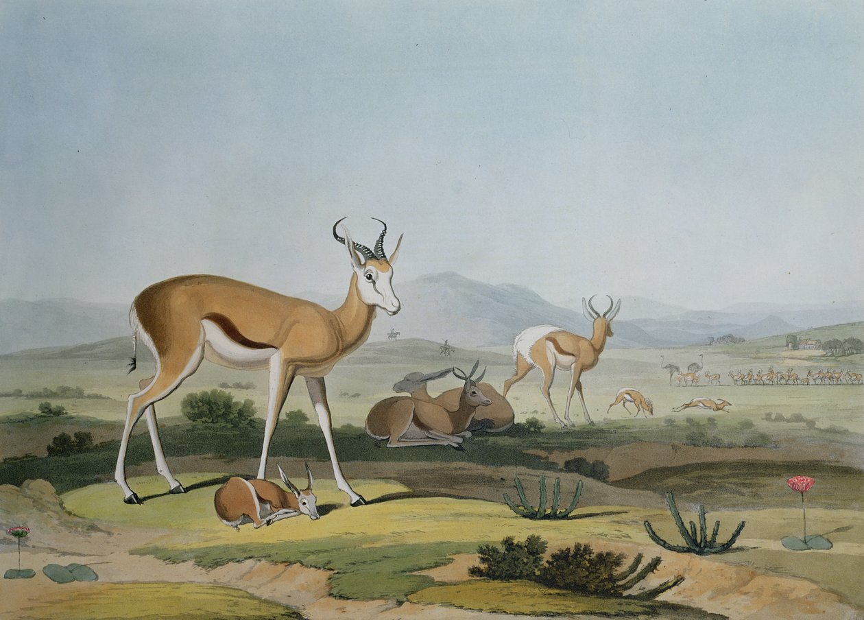 O Spring-Bok ou Leaping Antelope, prato 18 de &39;African Scenery and Animals&39;, gravado pelo artista, 1805 (aquatinta colorida) de Samuel Daniell