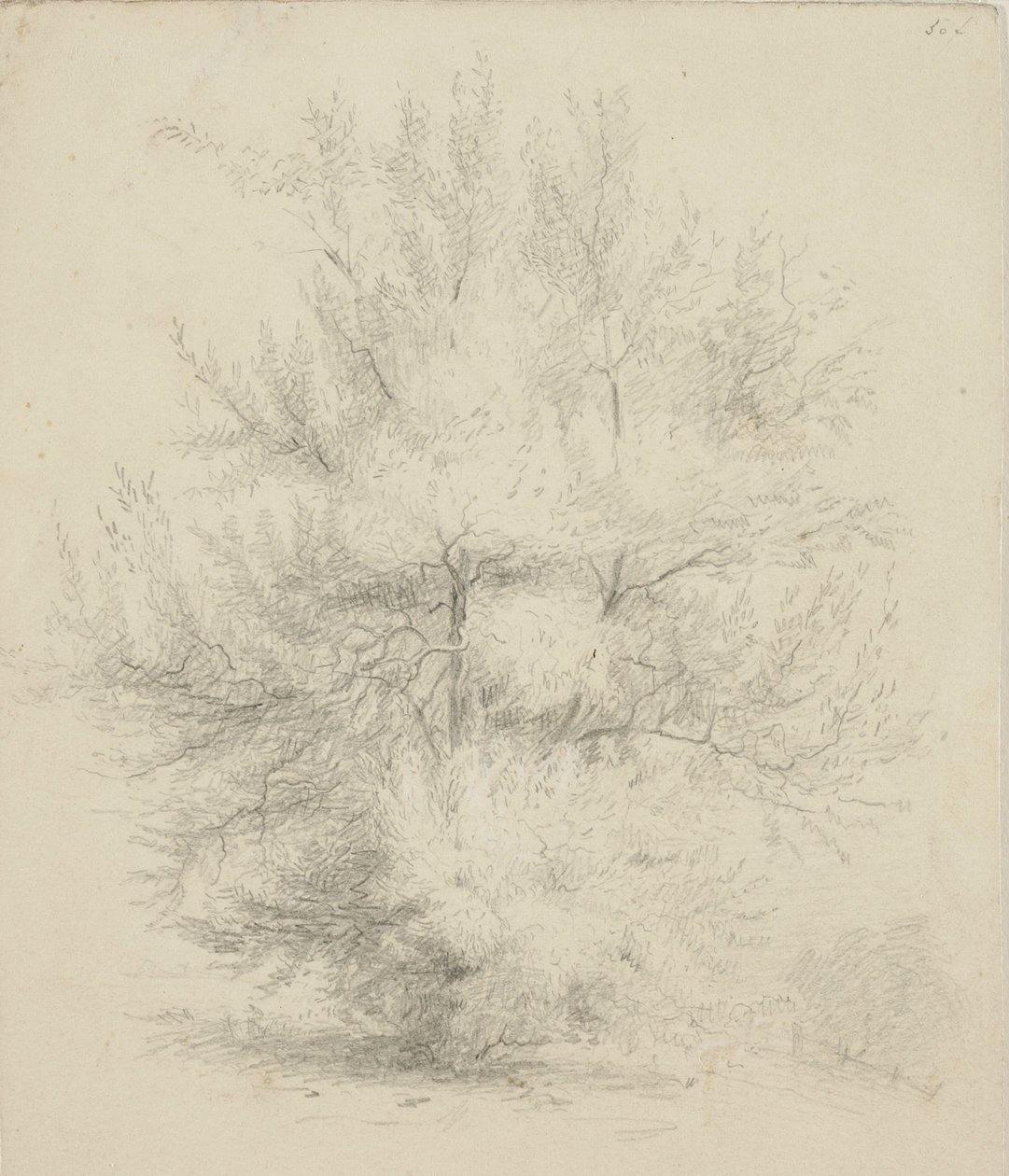Desenho de uma árvore de Samuel Finley Breese Morse