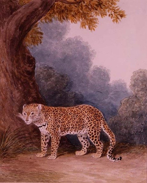 Leopardo (wc no papel) (veja também 113159) de Samuel Howitt