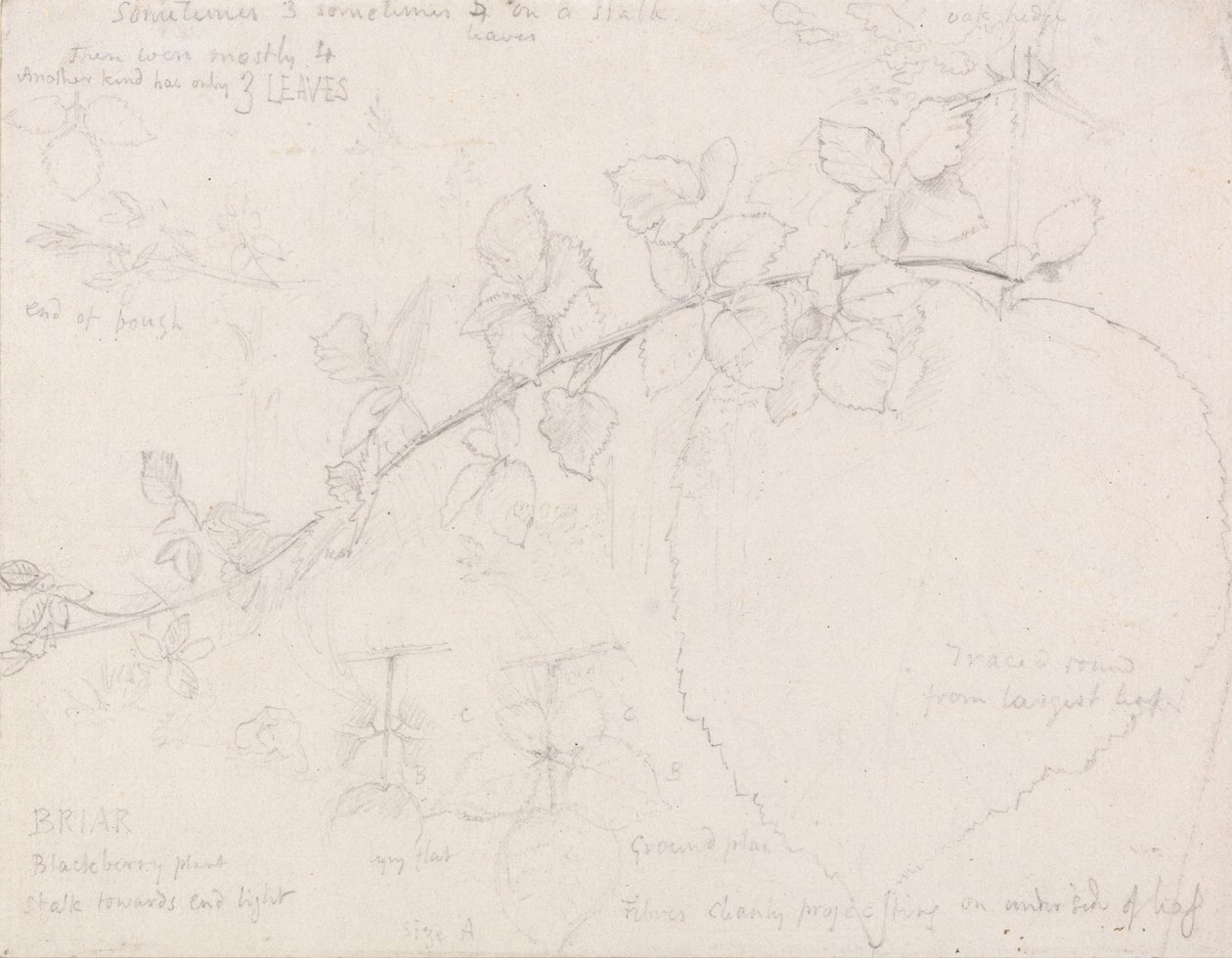 Brambles de Samuel Palmer