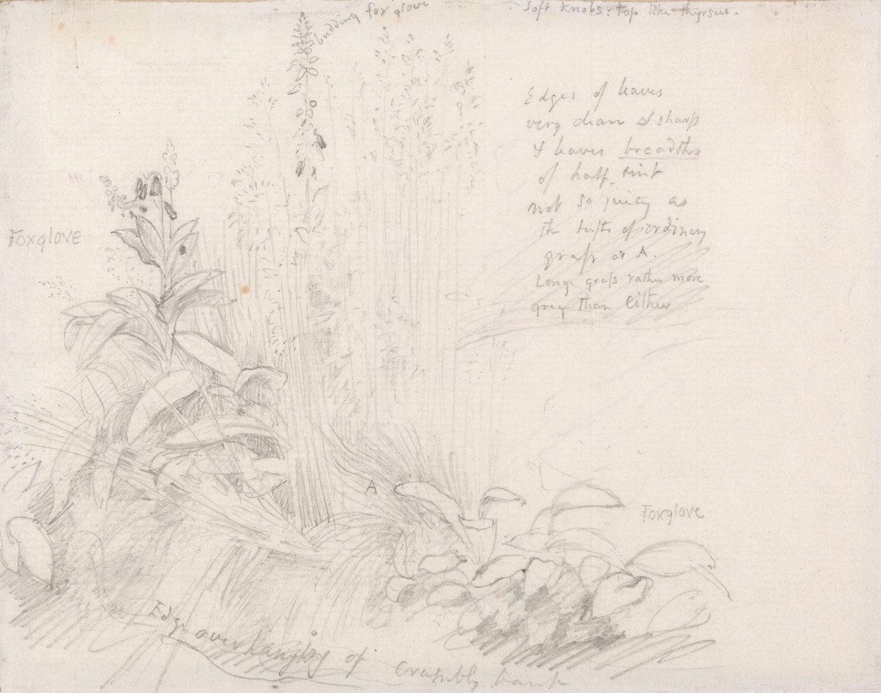 Foxgloves de Samuel Palmer