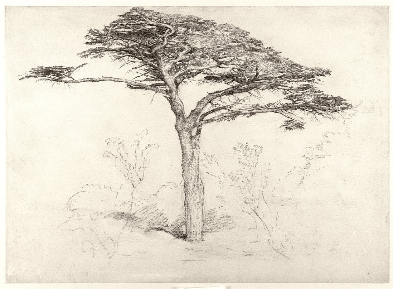 Velho cedro no jardim botânico, Chelsea, 1854 de Samuel Palmer