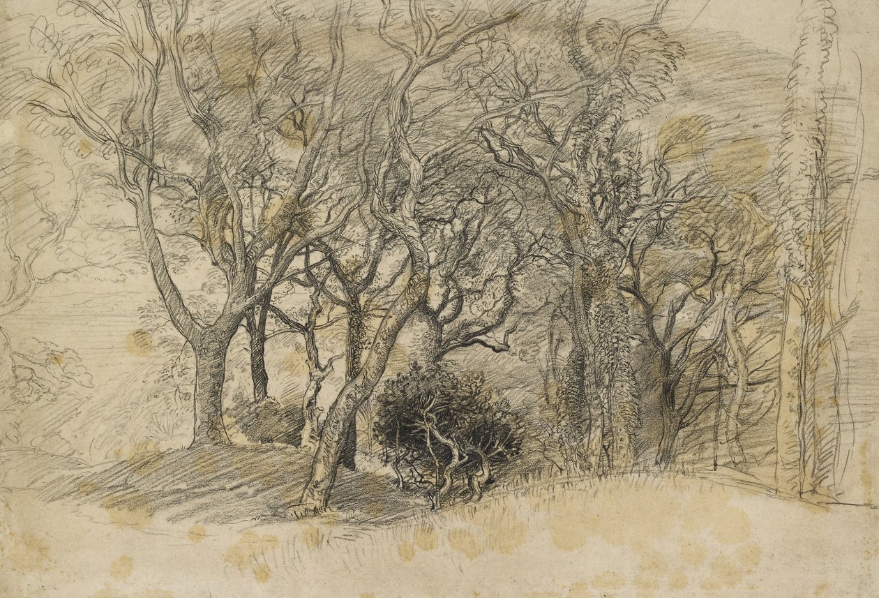 Estudo de Árvores, Clovelly Park, 1834 (giz preto sobre papel acinzentado pálido) de Samuel Palmer