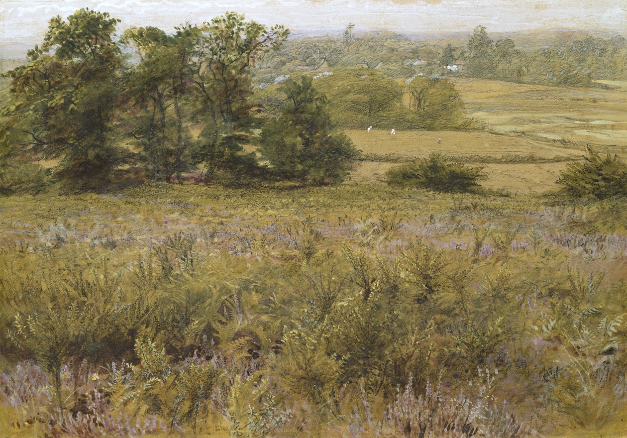 O campo de Furze, século XIX (aquarela) de Samuel Palmer