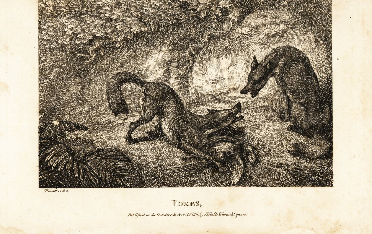 Raposa com galinha morta a lutar contra outra raposa de Samuel (after) Howitt