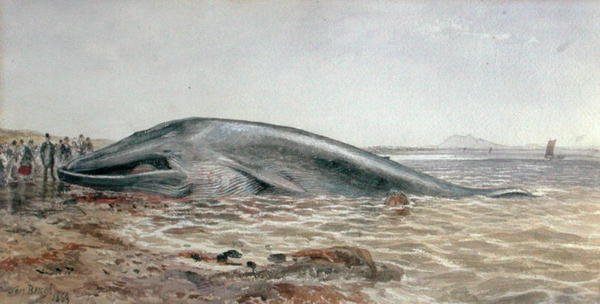 A baleia de Aberlady, Longriddy Bay de Samuel Bough