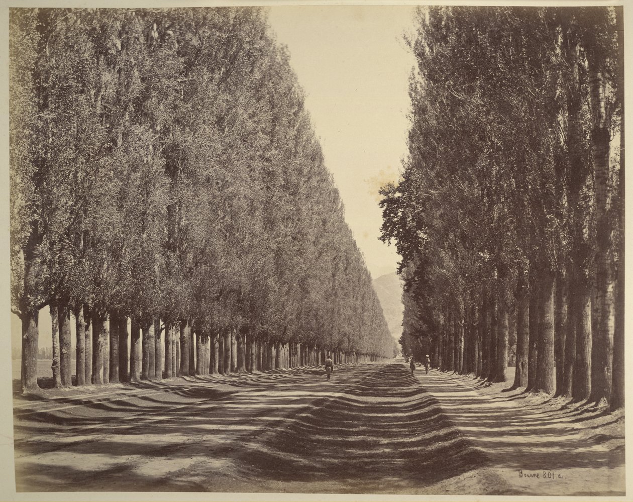 Uma estrada ladeada de álamos, Caxemira de Samuel Bourne