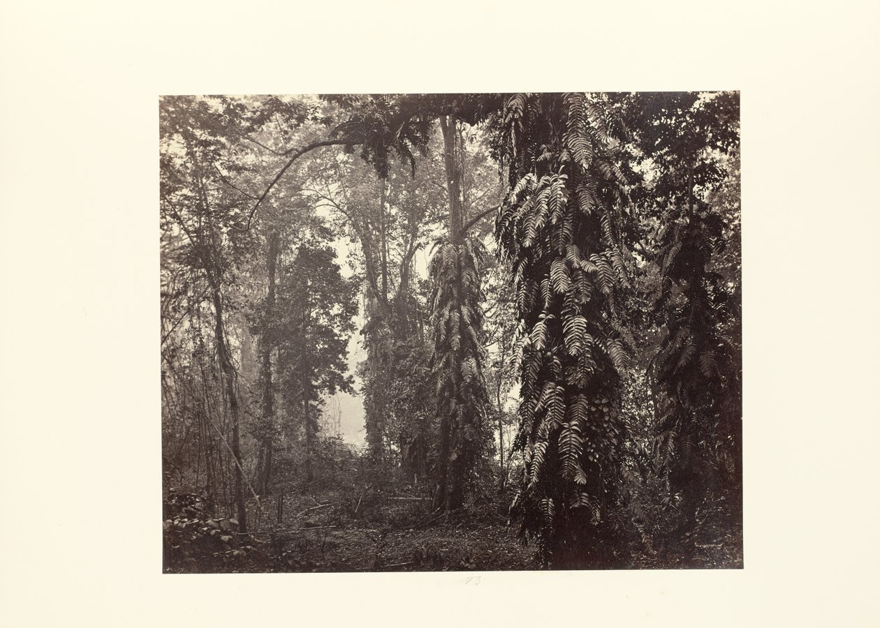 Darjeeling; Creepers na floresta abaixo de Ging de Samuel Bourne