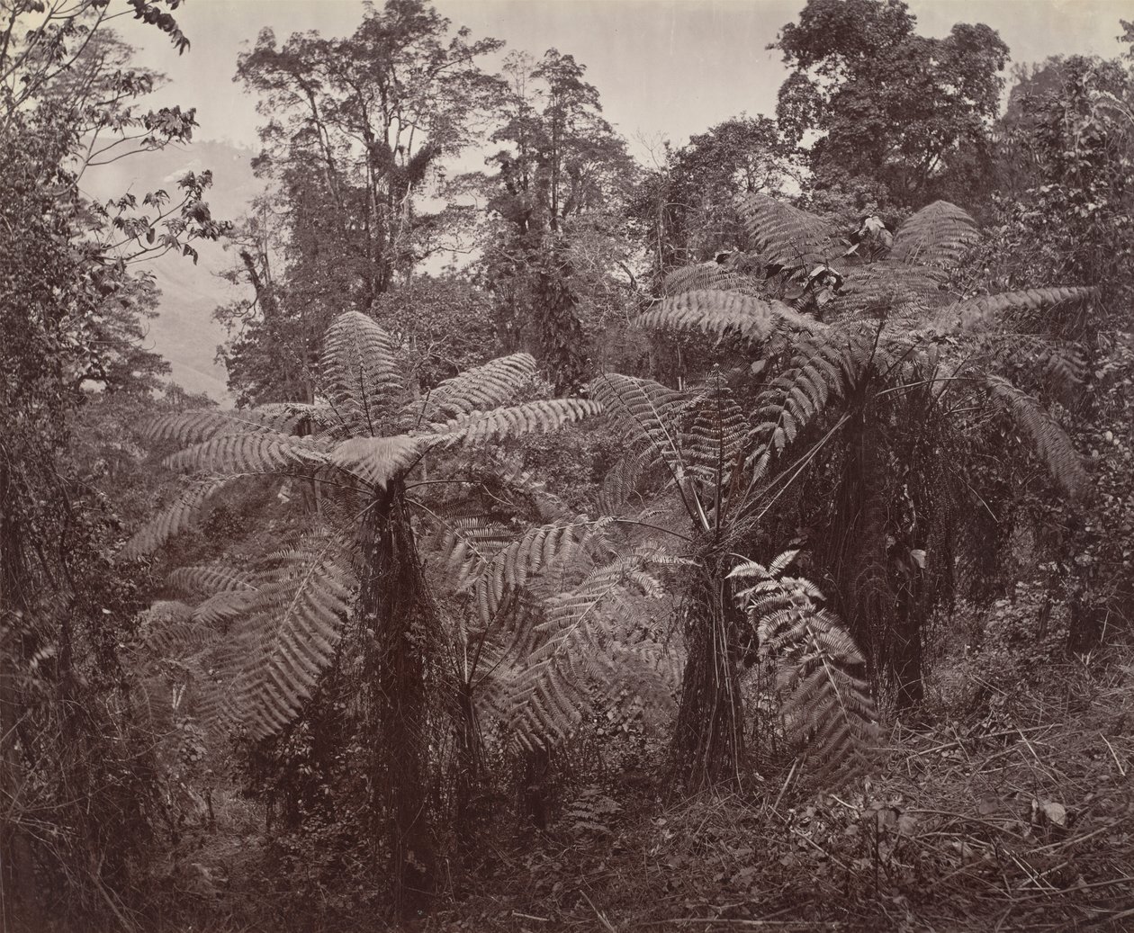 Darjeeling, Grupo de Fetos de Árvores em Lebong de Samuel Bourne