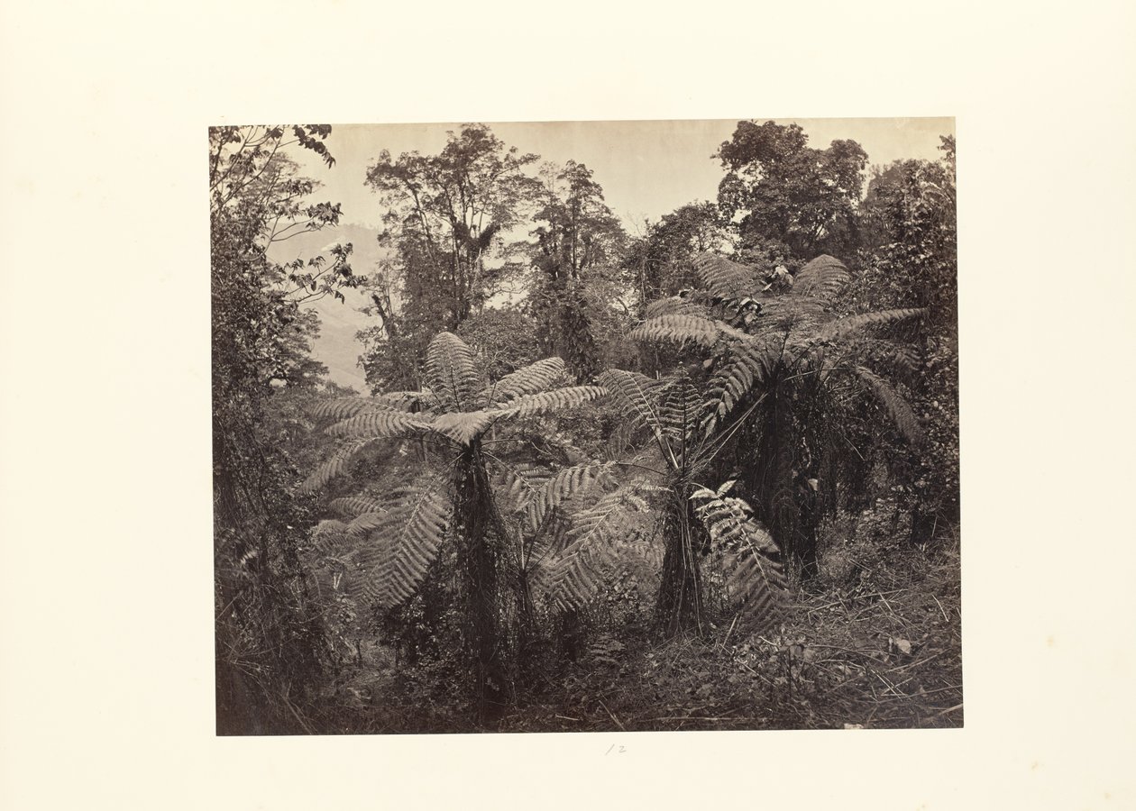 Darjeeling; Grupo de fetos arbóreos em Lebong de Samuel Bourne