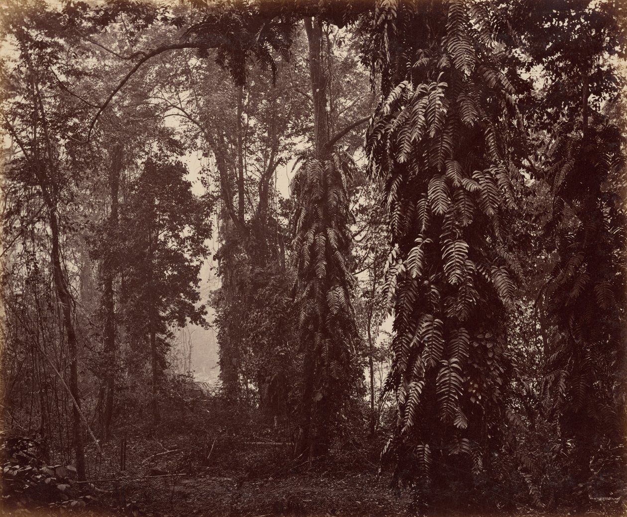 Darjeeling, Índia de Samuel Bourne