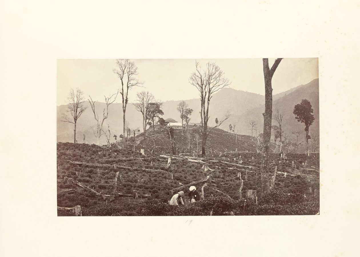 Darjeeling; Vista da plantação de chá Selim, mostrando a fábrica superior e o bungalow de Samuel Bourne