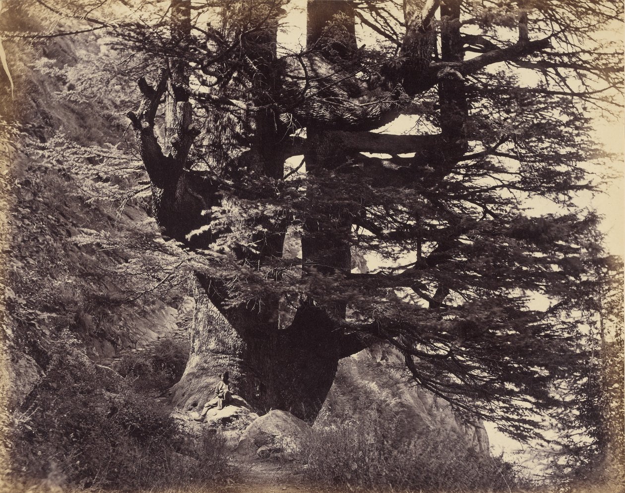 Grande cedro-do-Himalaia, 42 pés de circunferência de Samuel Bourne