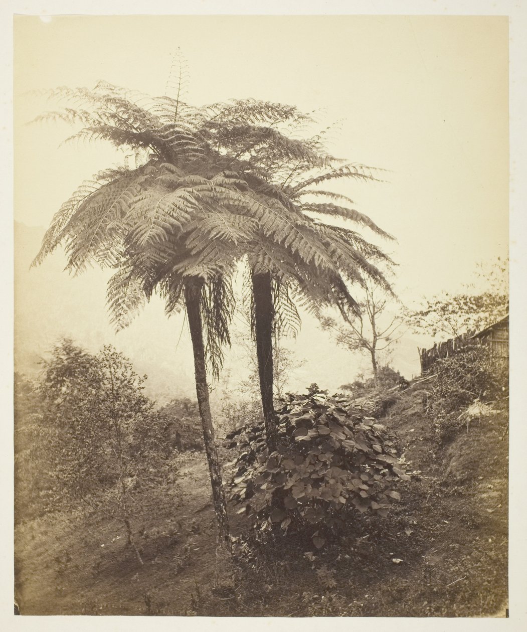 A samambaia, foto do prêmio de Samuel Bourne