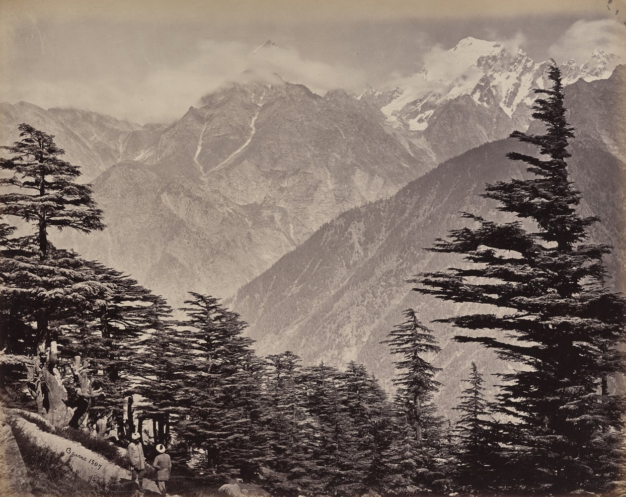 O Alto Himalaia. Vista perto das Montanhas da China. Cedros-do-Himalaia em primeiro plano de Samuel Bourne