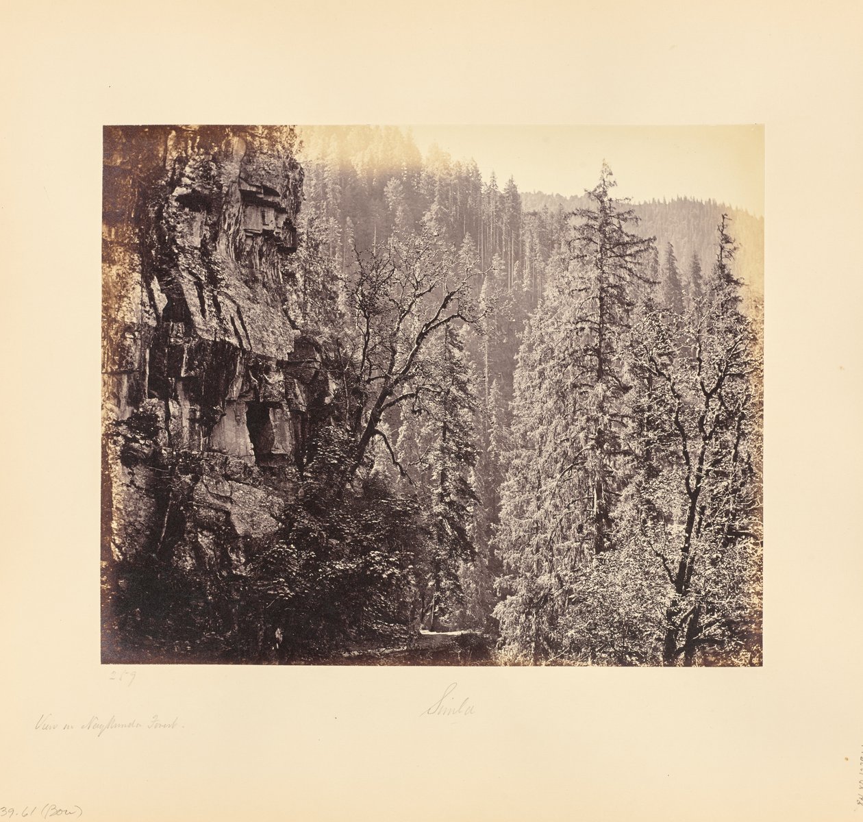 Vista na floresta de Narkunda de Samuel Bourne