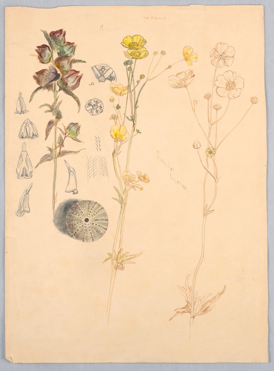 Buttercups, Mt. Deserto de Samuel Colman