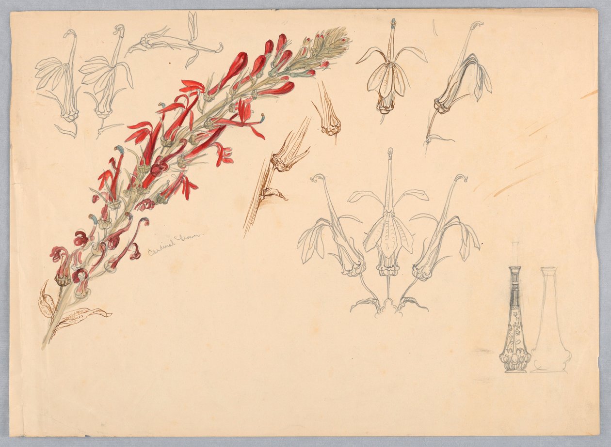 Cardeal Flor de Samuel Colman