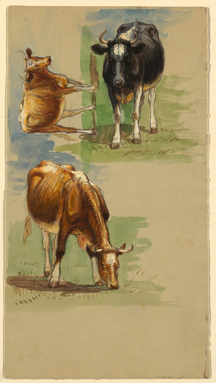 Desenho, Gado, Bois, 1875-80 de Samuel Colman
