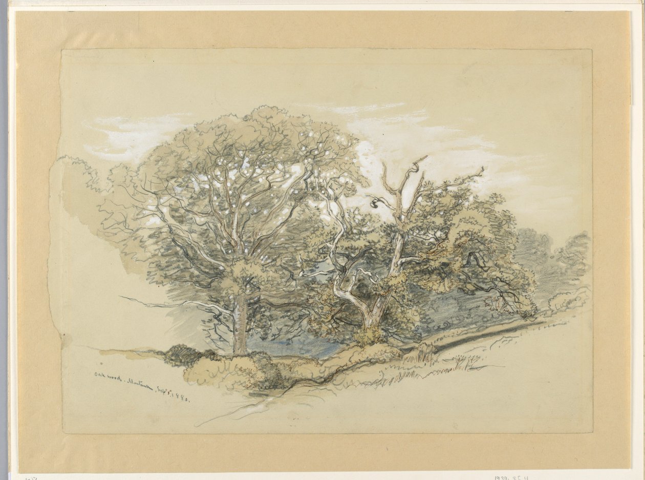 Desenho, Oak Wood, Montauk, Nova Iorque, 8 de setembro de 1880 de Samuel Colman