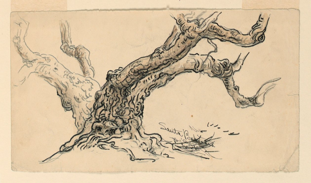 Desenho, Esboços. Plátanos, Santa Bárbara, Califórnia, ca. 1888 de Samuel Colman