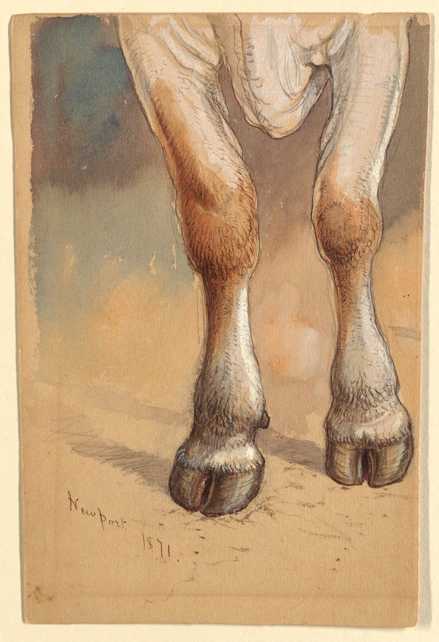 Desenho, Estudos sobre o gado, 1871 de Samuel Colman