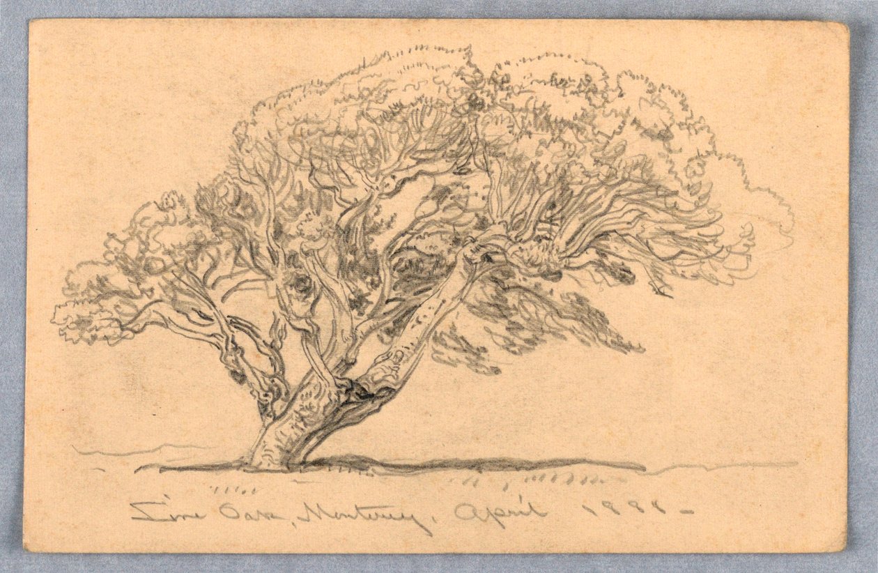 Desenho, Estudos. Árvores, Santa Bárbara, Califórnia, 1888 de Samuel Colman