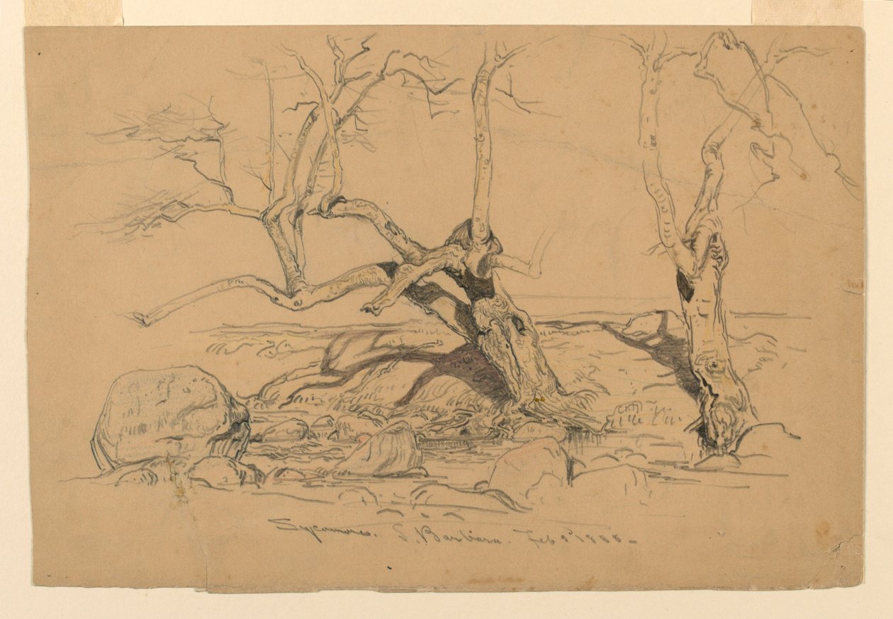 Desenho, Estudos. Árvores, Santa Barbara, Califórnia, 3 de fevereiro de 1888 de Samuel Colman