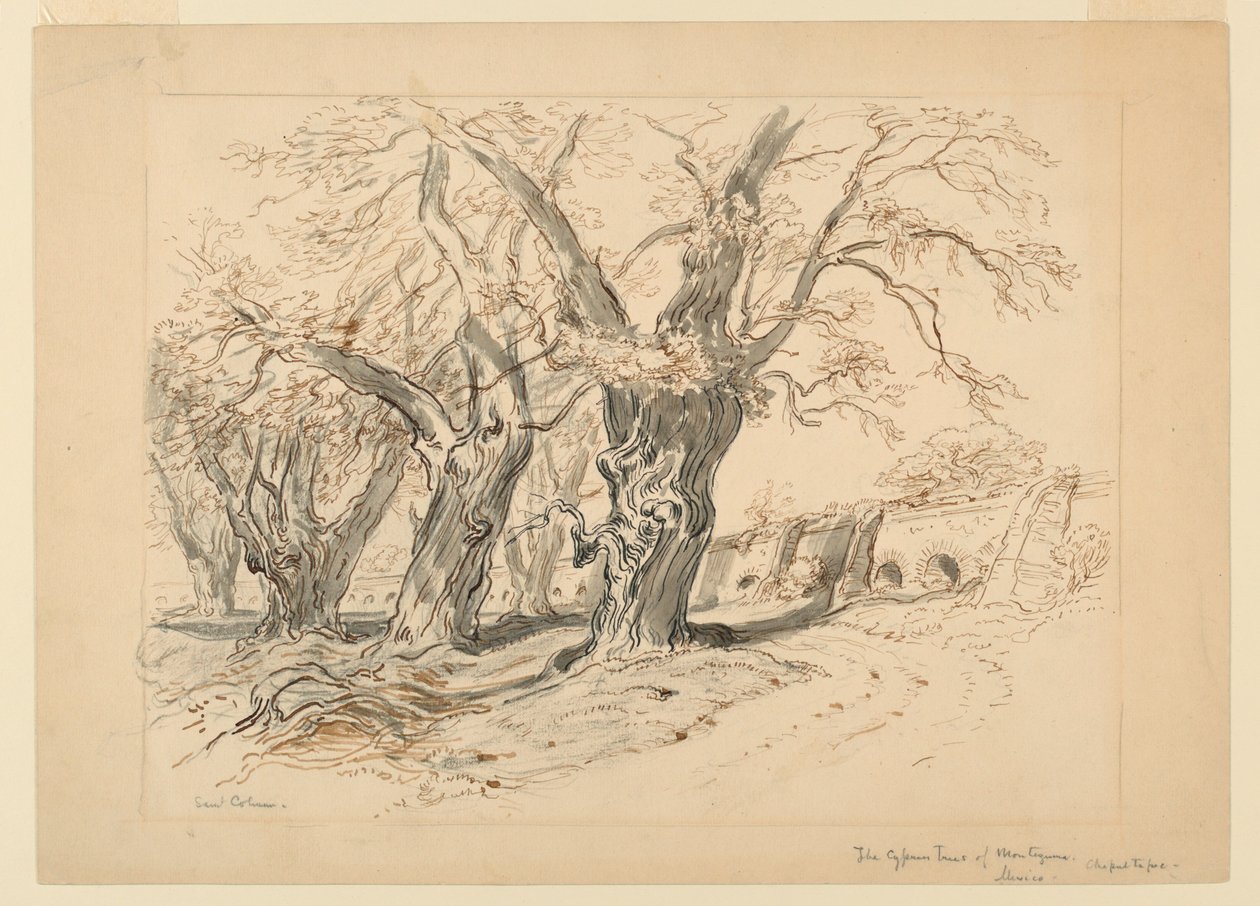 Desenho, Estudo para as Cypress Trees of Montezuma, Parque de Chapultepec, México de Samuel Colman