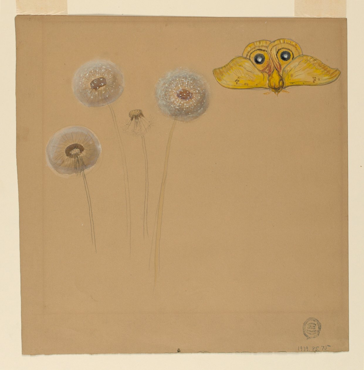 Desenho, Estudo de margarida branca, caule de camomila com duas pétalas e uma pétala de camomila, 1875-90 de Samuel Colman