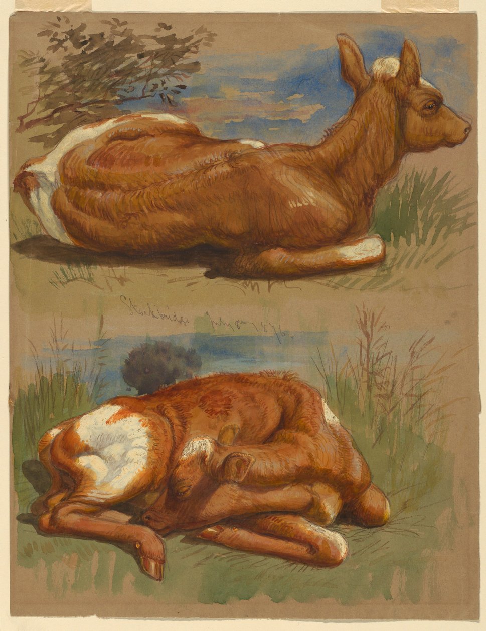 Desenho, Três estudos de bezerros, Stockbridge, 7 de julho de 1876 de Samuel Colman