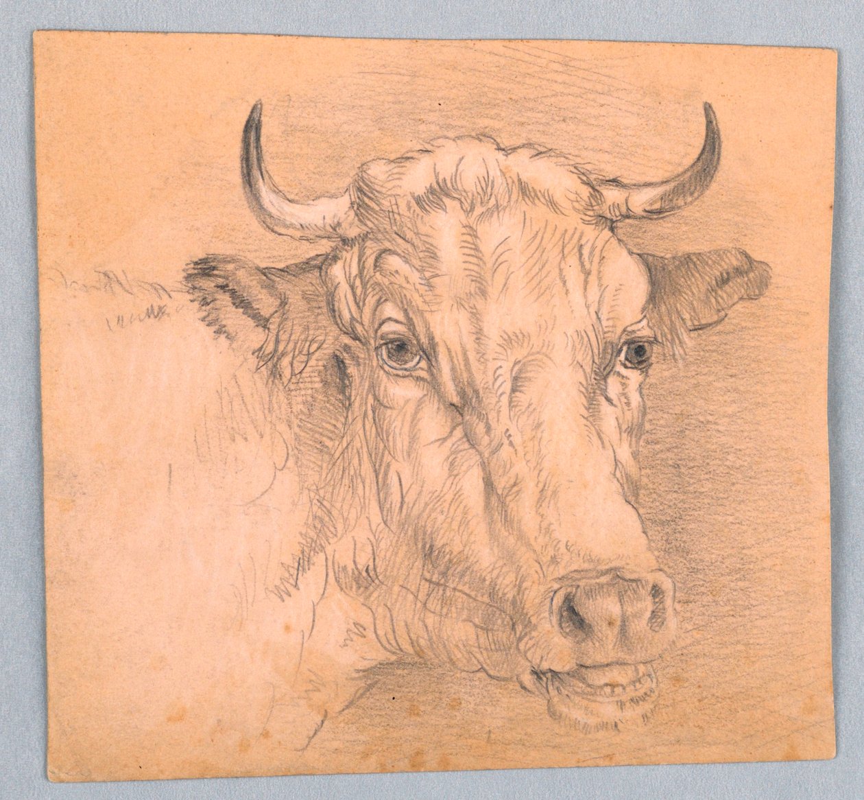 Cabeça de vaca de Samuel Colman
