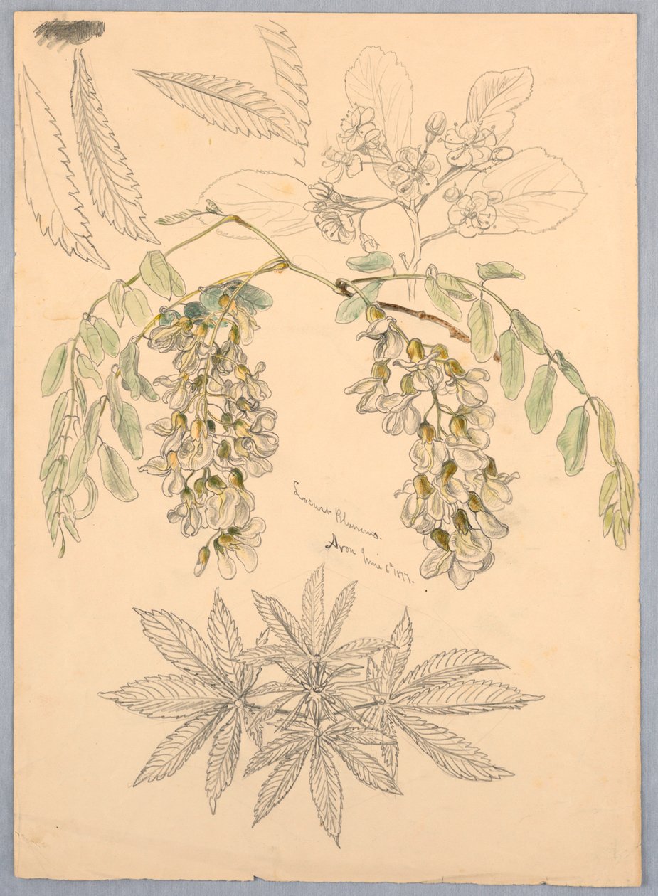 Flores de gafanhotos de Samuel Colman