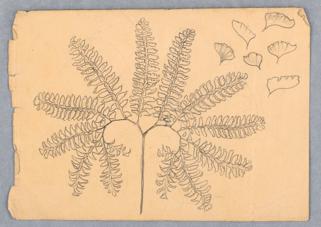 Samambaia Maidenhair de Samuel Colman