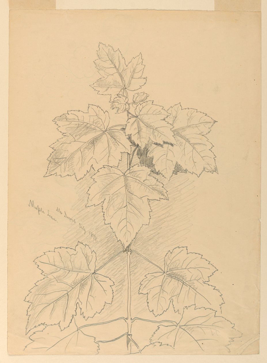 Maple Leaves, Mt. Desert de Samuel Colman