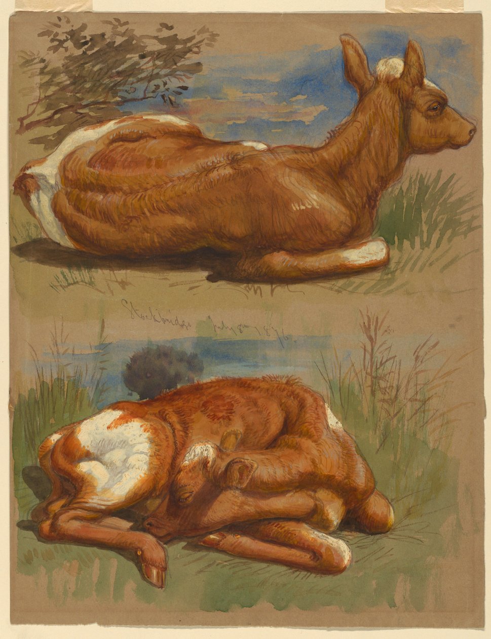 Estudos de Bezerros, Stockbridge de Samuel Colman