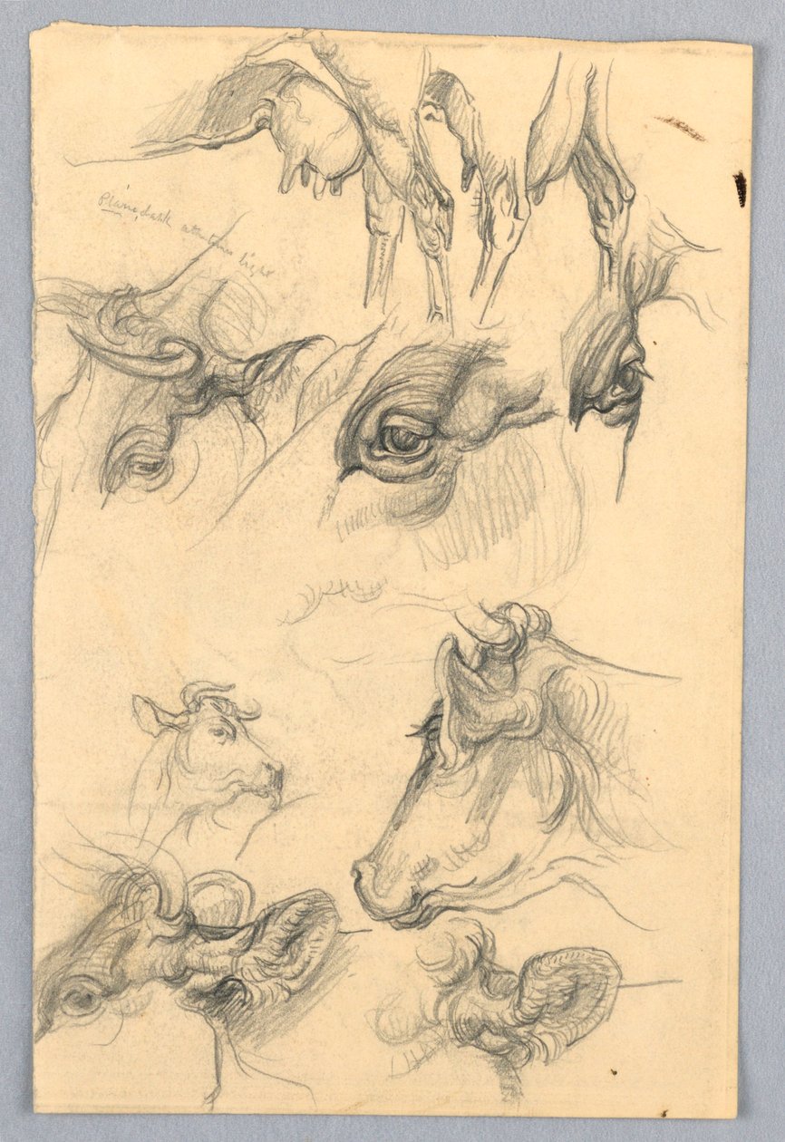 Estudos de vacas de Samuel Colman
