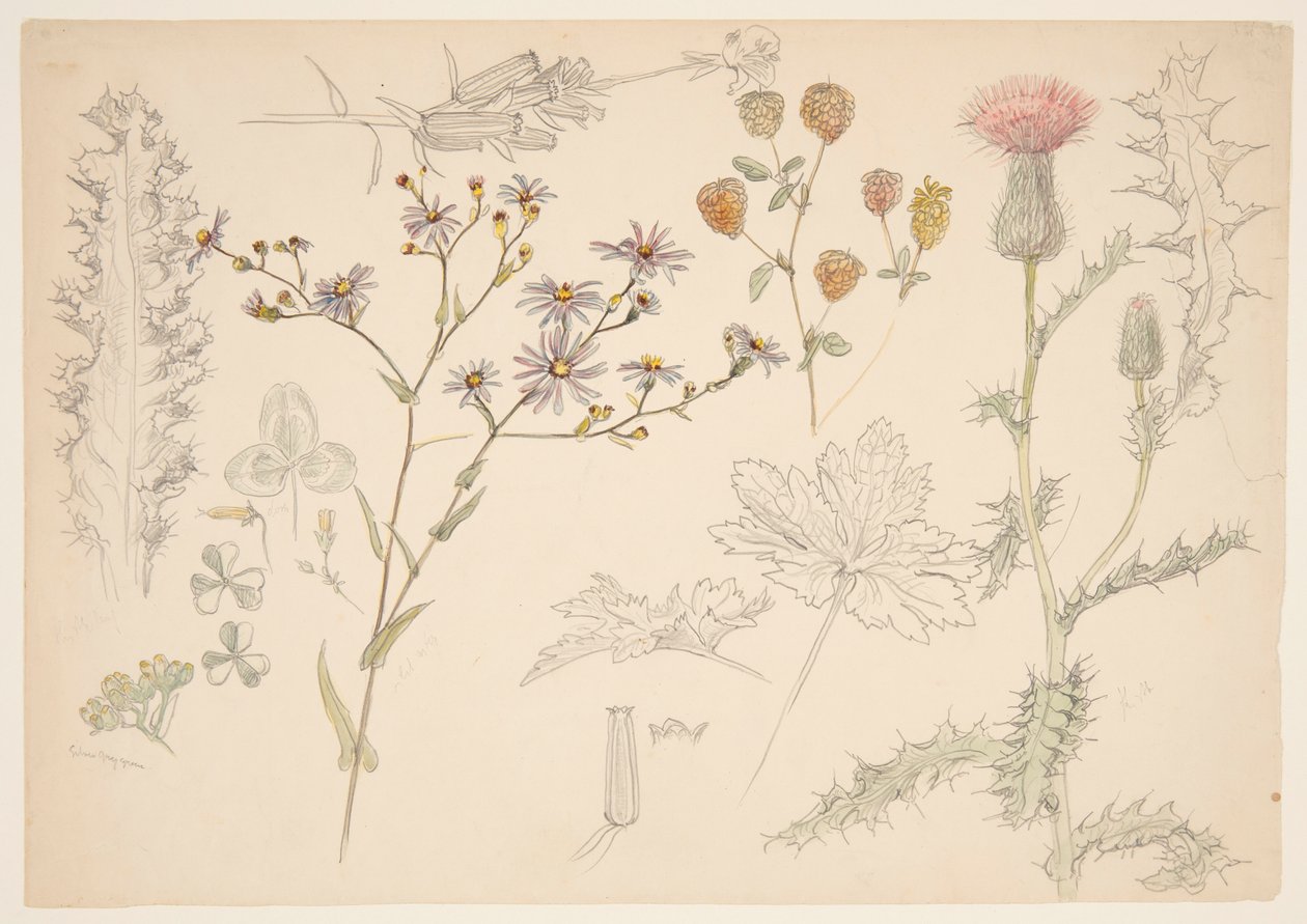 Estudos de Flores do Prado de Samuel Colman