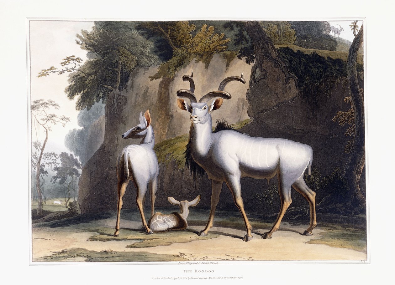 The Koodoo, 1804 de Samuel Daniell